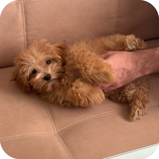 Sticker darwizz_by_TgEmodziBot - 1