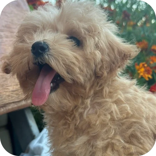 Sticker darwizz_by_TgEmodziBot - 1