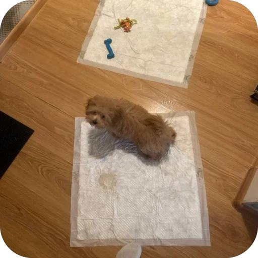 Sticker darwizz_by_TgEmodziBot - 1