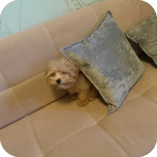 Стикер дарвин @TgEmodziBot - 7