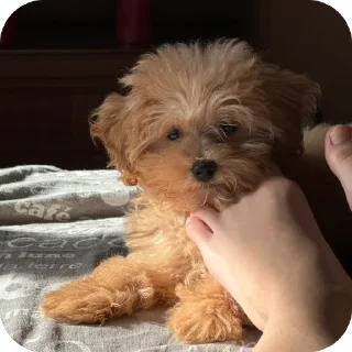 Стикер дарвин @TgEmodziBot - 9