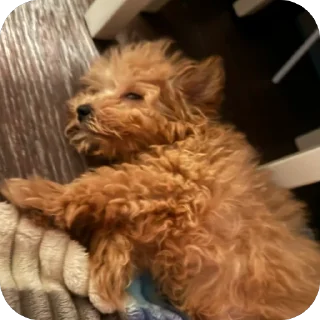 Стикер дарвин @TgEmodziBot - 2