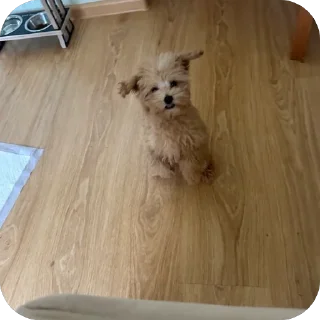 Стикер дарвин @TgEmodziBot - 3