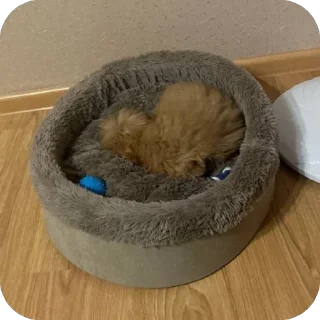 Стикер дарвин @TgEmodziBot - 5