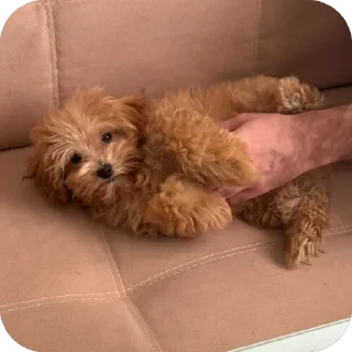 Стикер дарвин @TgEmodziBot - 4