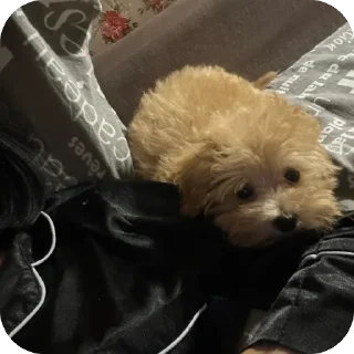 Стикер дарвин @TgEmodziBot - 6