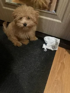 Стикер дарвин @TgEmodziBot - 10