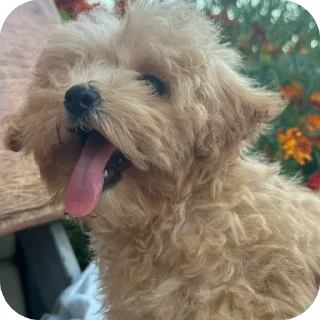 Стикер дарвин @TgEmodziBot - 1