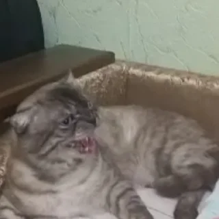 Sticker новый рикуша 😂😜 - 6