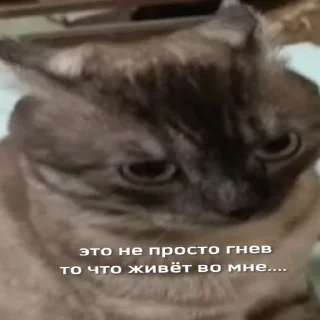 Sticker новый рикуша 😂😜 - 2