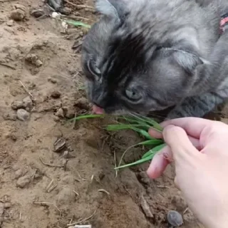 Sticker новый рикуша 😂😜 - 4