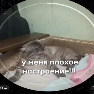 Sticker новый рикуша 😂😜 - 8