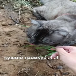 Sticker новый рикуша 😂😜 - 9