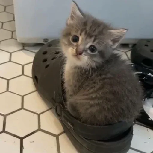 Sticker dashakashas - 1