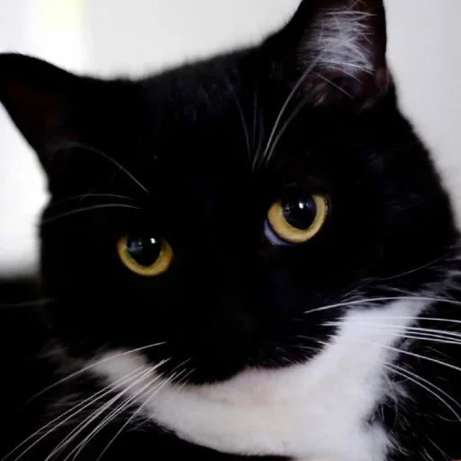 Sticker dashakashas - 1