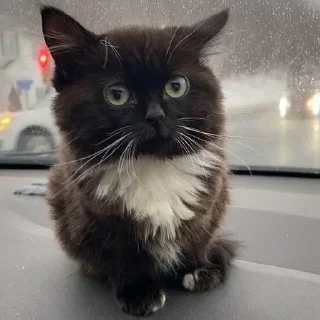 Стикер Comic sans pack @comixsans - 3