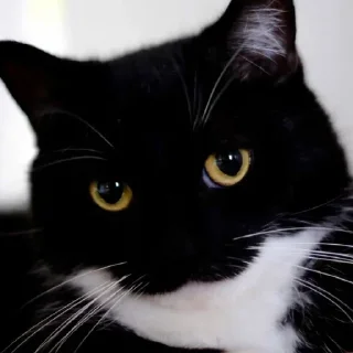 Стикер Comic sans pack @comixsans - 2