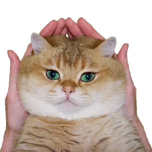 Sticker dasorsyn_SIzT_by_sutekkapakku_bot - 1