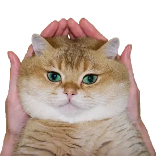 Sticker dasorsyn's Greatest Hits - 10