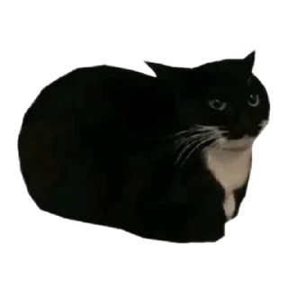 Стикер давай ура и другие коты - 11