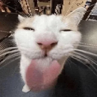 Стикер давай ура и другие коты - 9