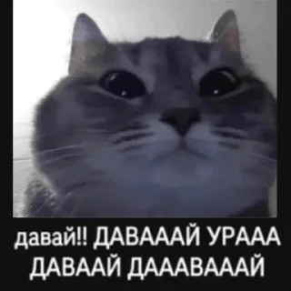Стикер давай ура и другие коты - 0