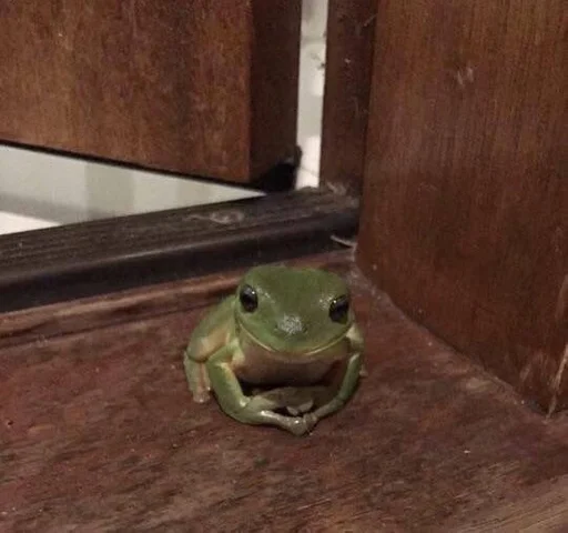 frog animal amphibian