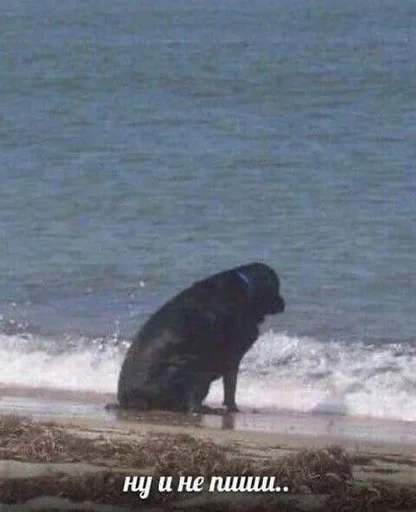 outdoor animal water