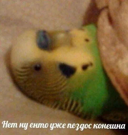 животное попугай птица