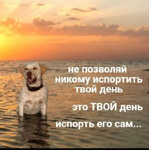 СМС собака животное