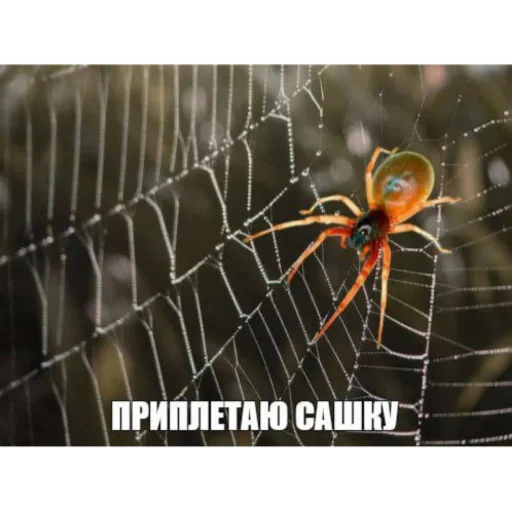 минем мәхәббәт - 