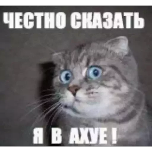 Sticker dbc7ad8f_33bb_4215_b20c_49dbf8ef2063_by_sticat_bot - 1