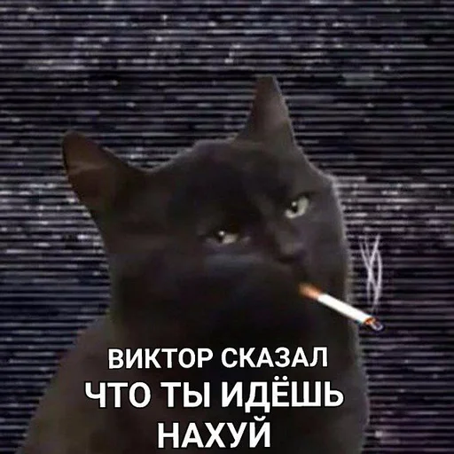 text domestic cat mammal