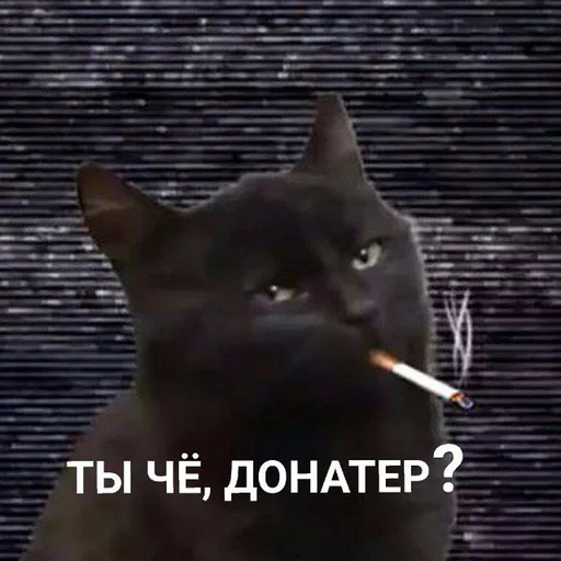 mammal text small to medium-sized cats