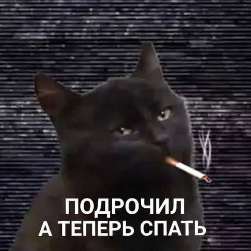 text domestic cat small to medium-sized cats