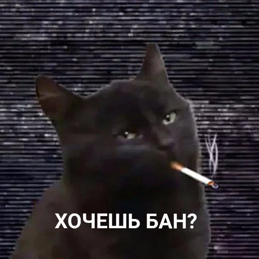 mammal small to medium-sized cats domestic cat