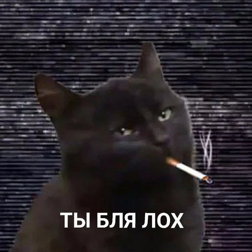 mammal small to medium-sized cats domestic cat