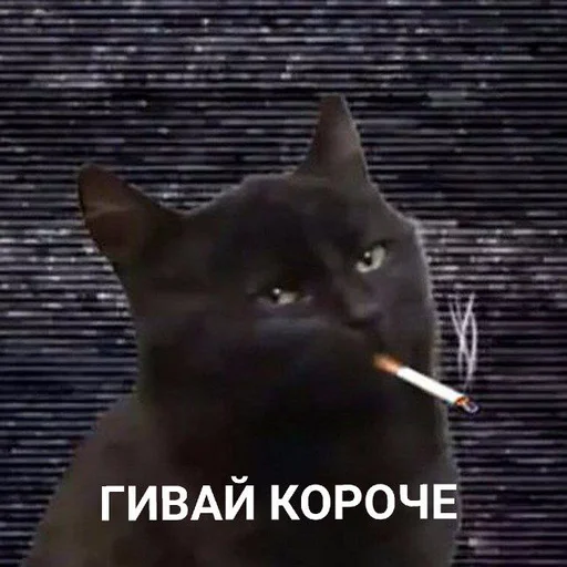 small to medium-sized cats mammal domestic cat