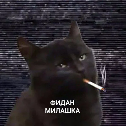 small to medium-sized cats domestic cat black cat