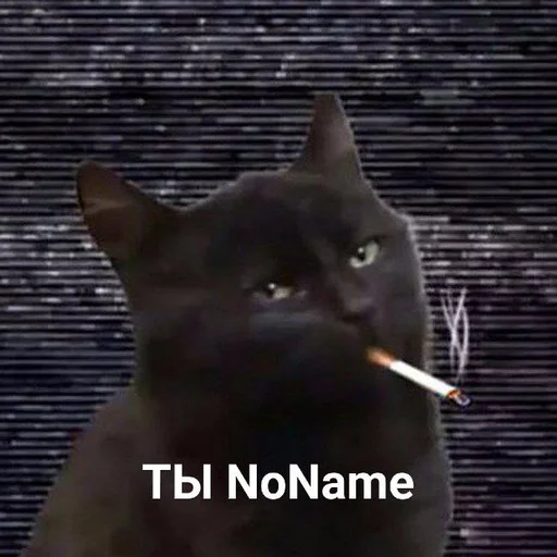 small to medium-sized cats domestic cat mammal