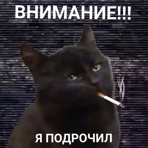 text mammal black cat