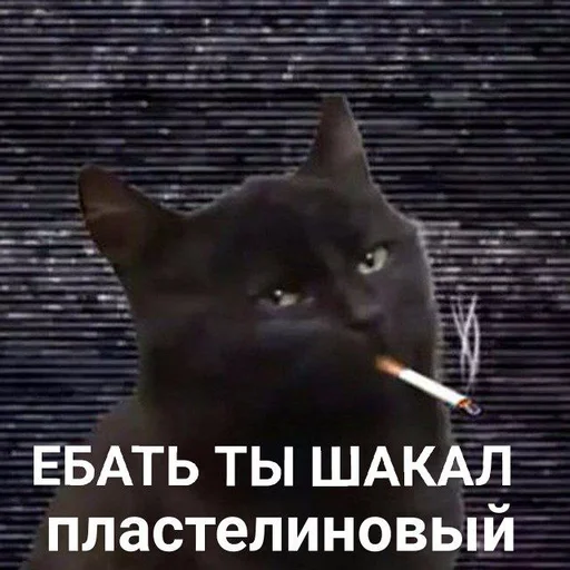 text small to medium-sized cats mammal