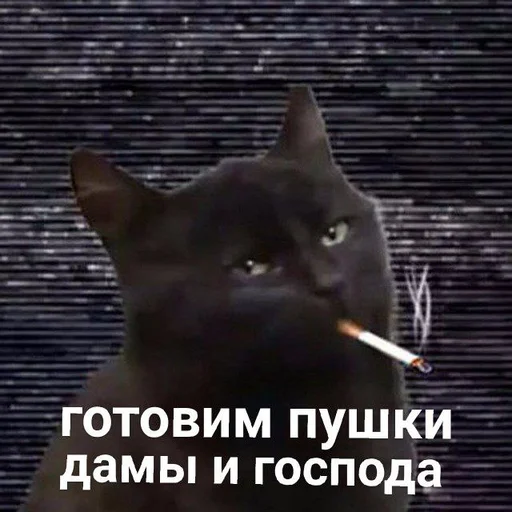 text mammal small to medium-sized cats