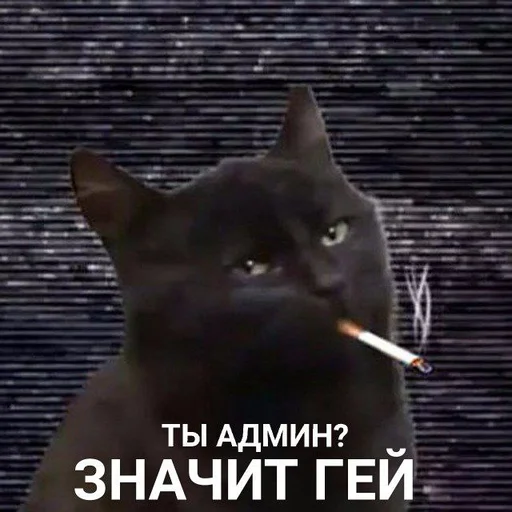 text domestic cat mammal