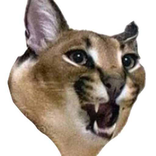 Sticker dduFokh_by_achestickbot - 1