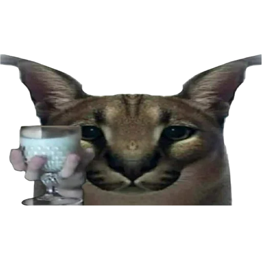 Стикер dduFokh_by_achestickbot - 1