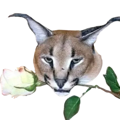 Стикер dduFokh_by_achestickbot - 1