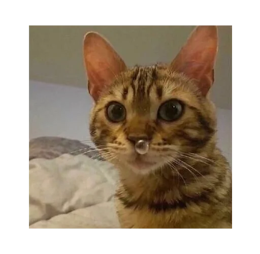 млекопитающее животное кошка