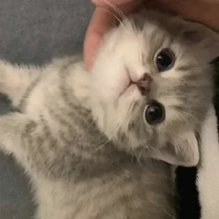 Sticker і вам апчіхуй - 4