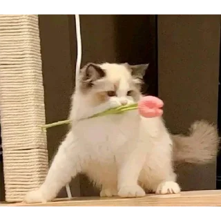 Sticker і вам апчіхуй - 7